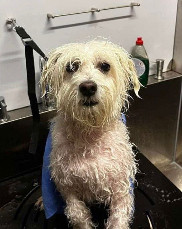 Getrimde hond bij Nache Trimsalon