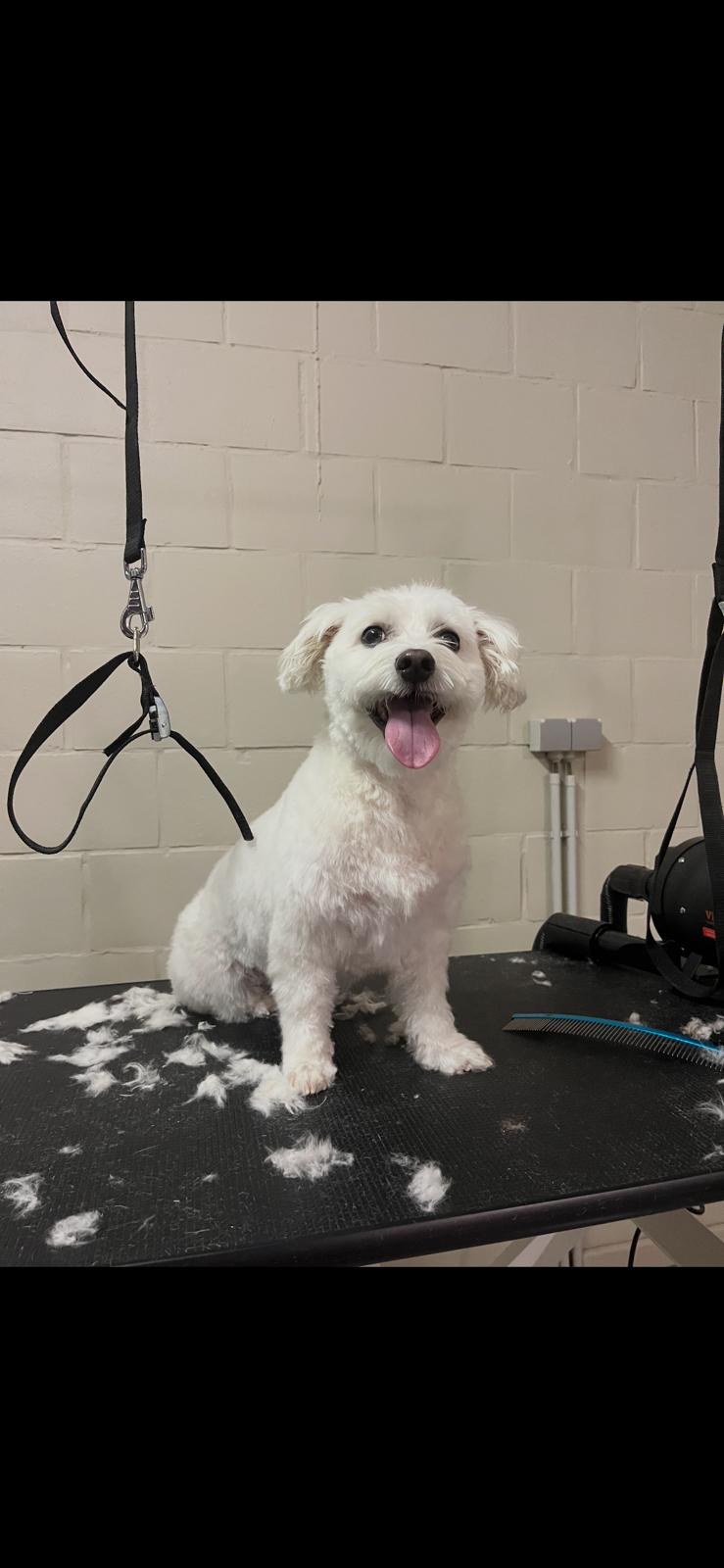 Getrimde hond bij Nache Trimsalon