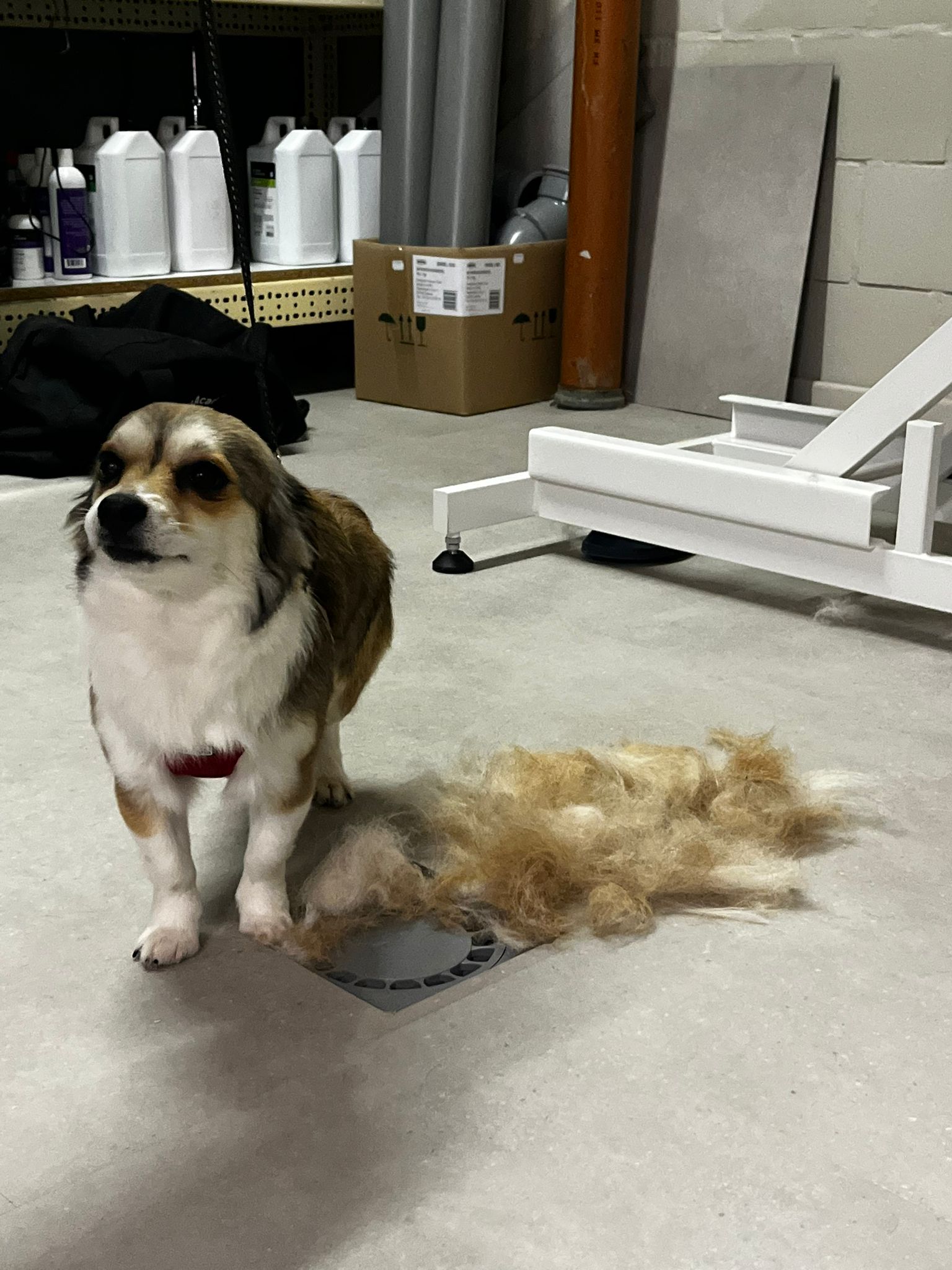 Getrimde hond bij Nache Trimsalon