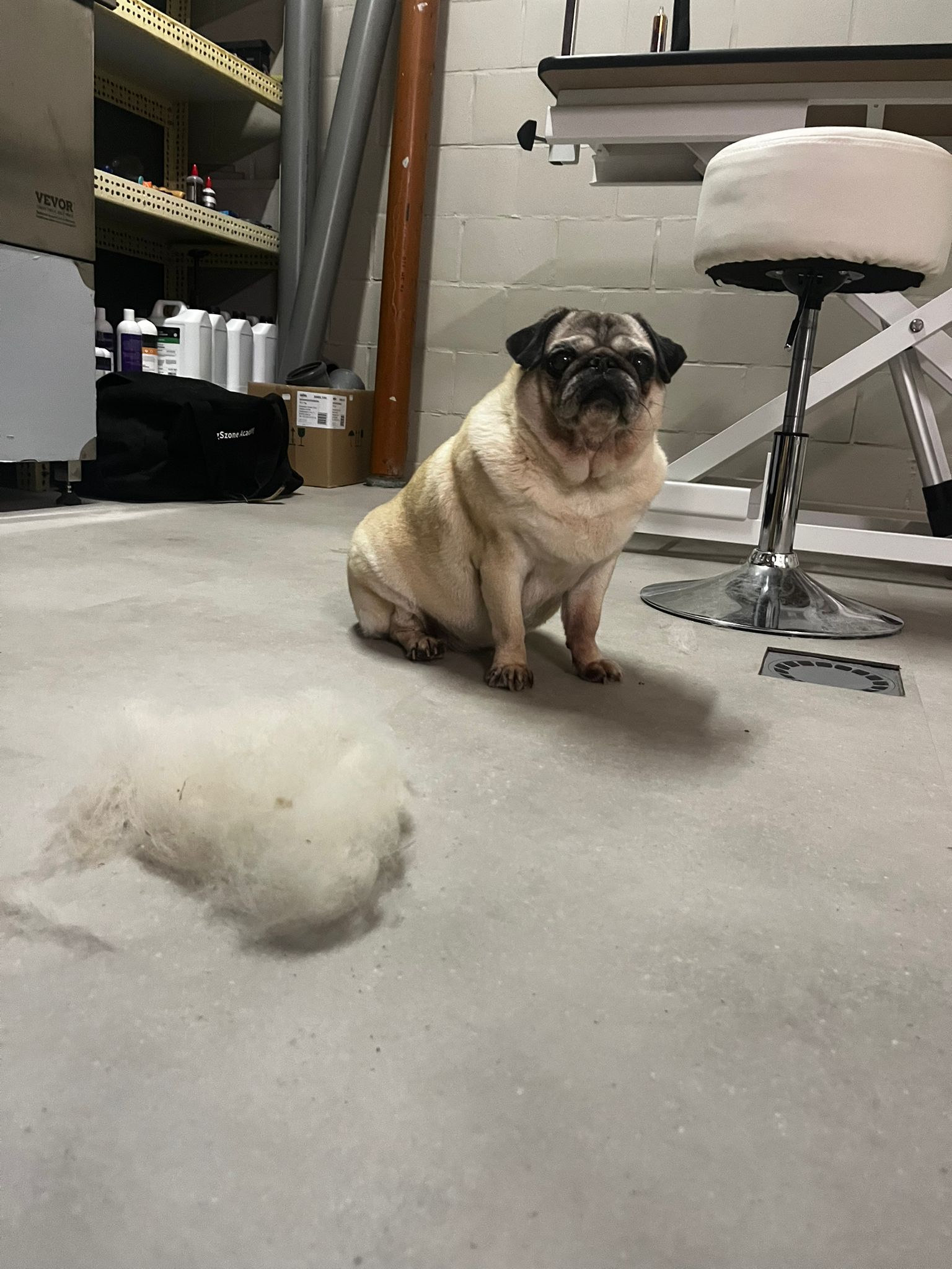 Getrimde hond bij Nache Trimsalon