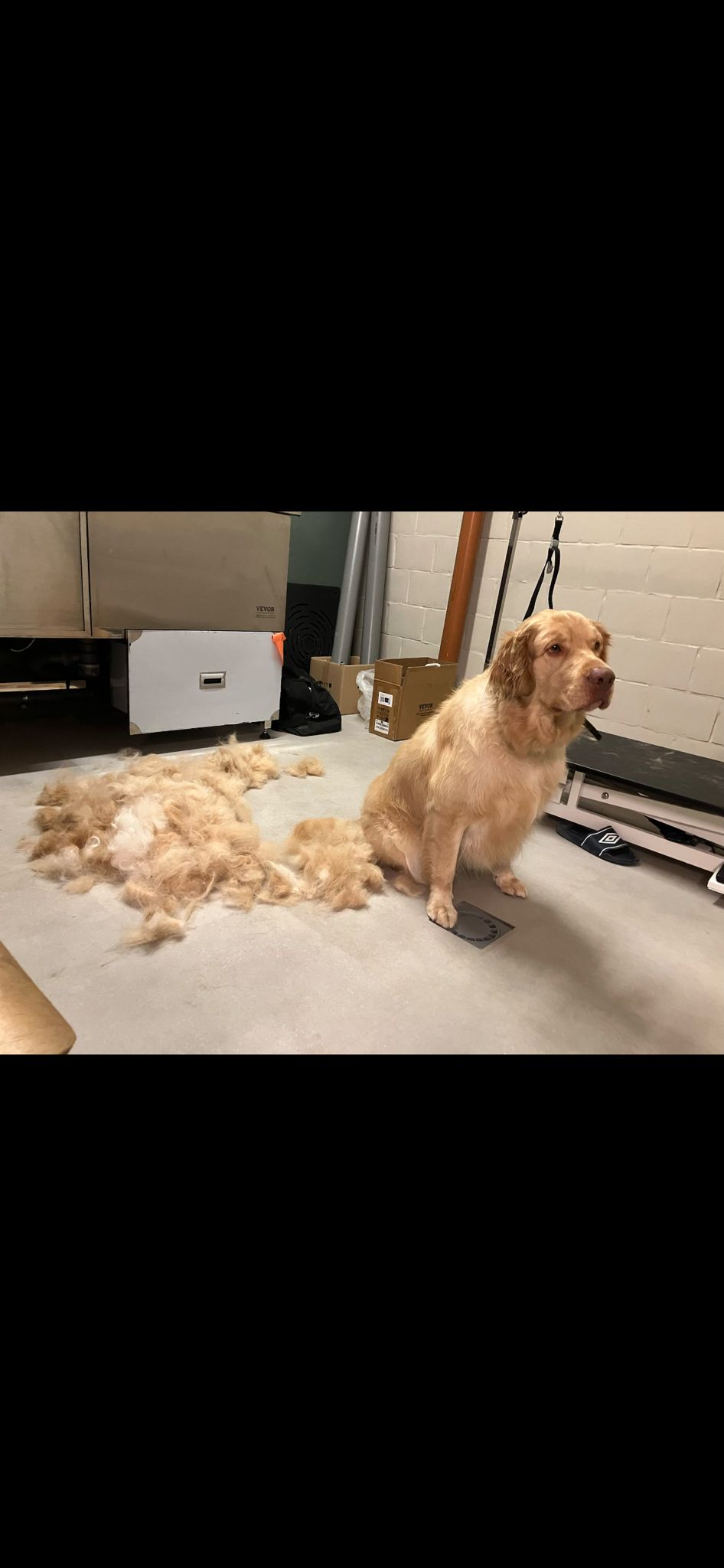 Getrimde hond bij Nache Trimsalon